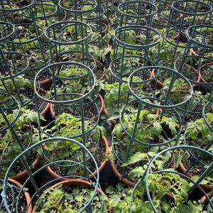tomato plants at De Francesco Farm