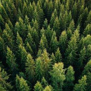 A forest of pine trees is shown from overhead.