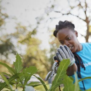 Person Trimming Plants