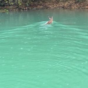 animal swimming across creek