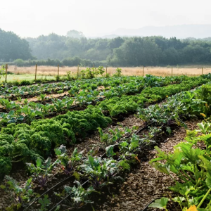 Domini article image