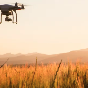 Drone flying over wheat field