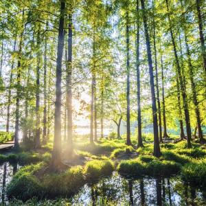 forest