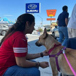 A person crouched down stroking a dog 