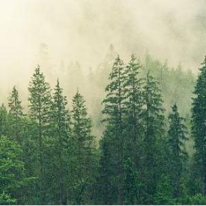 Photo of trees with mist.