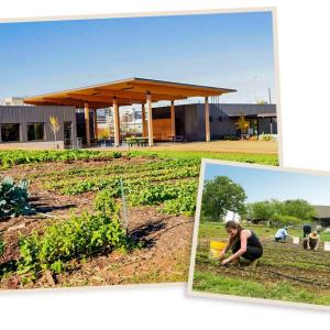collage of people farming