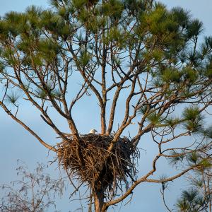 An eagle in a nest high in the tree tops