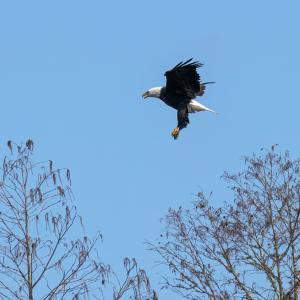 A bald eagle in flight