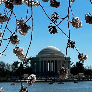 Cherry blossom tree with a building in the distance 