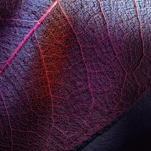 Close up of a purple-veined leaf