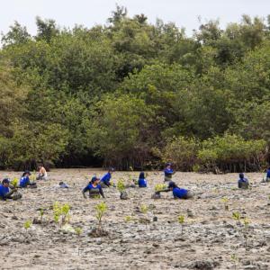 Volunteers plant young mangrove trees in a muddy coastal area as part of a community-led environmental conservation initiative in Ecuador.