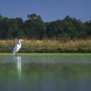 heron on water