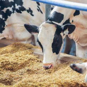 image of cows feeding 