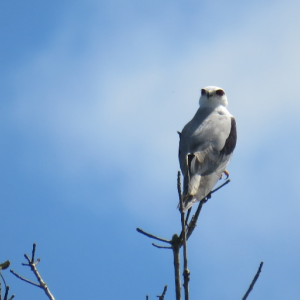 Bird on the highest branch, a blue sky behind it.