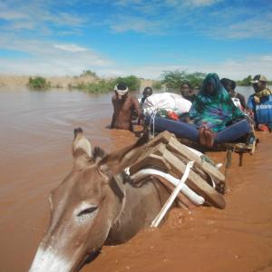 Elderly women travel through the floods via donkey.