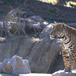 Leopard stood on rocks