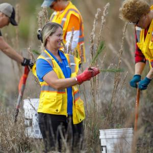 Rayonier employees planting 