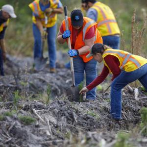 Rayonier employees planting 