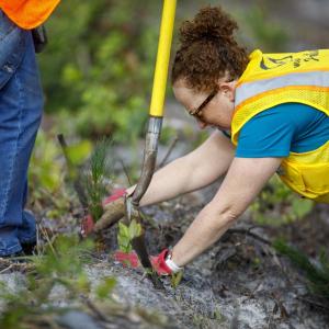 Rayonier employee planting 
