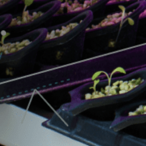 Seedlings growing