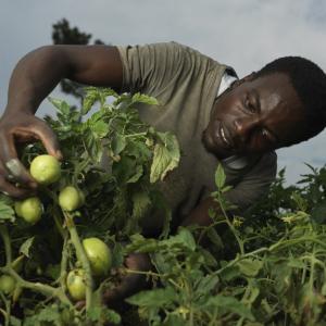 Ernest inspects a tomato plant.