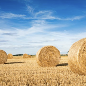 In 2021, Essity began tissue manufacturing using pulp from wheat straw at its production facility in Mannheim, Germany.