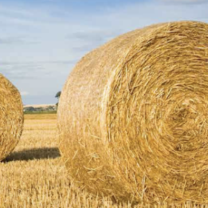 Hay rolled up in a field.