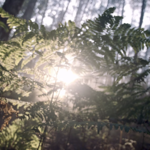 Sunlight in a forest.