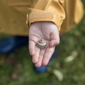 Child holding a seashell.
