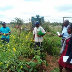 Farmers in Zimbabwe are working with Action Against Hunger and learning how to harness the power of natural pollinators.