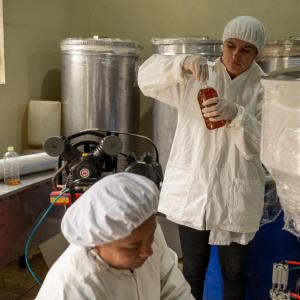 In the cooperative, members bottle honey.
