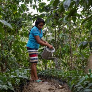 Alicia uses The Rain Tree project to keep her crops healthy and hydrated.