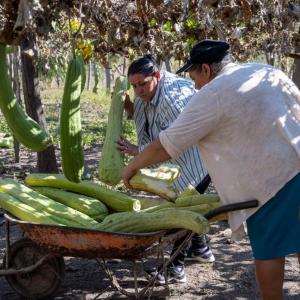 From loofahs to corn, Action Against Hunger is helping communities grow crops that can withstand global warming.