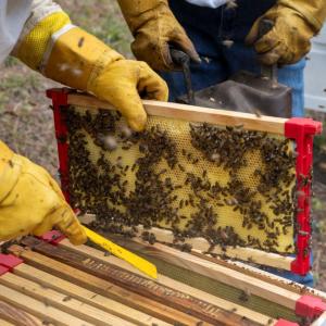 In Honduras, a beekeeper tends to daily tasks. 
