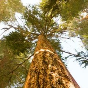 The Value of Chain of Custody Certification: How Retailers are Meeting Consumer Preference for Responsibly Sourced and Sustainable Goods
