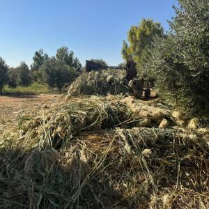 Invasive Giant reed grows rapidly, damaging soil and infrastructure in Syria.