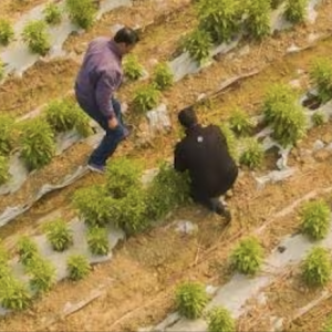 Birds eye view of farm land