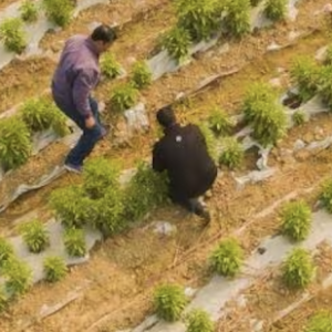 Birds eye view of farm land