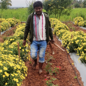 A person walking through a flower bed 