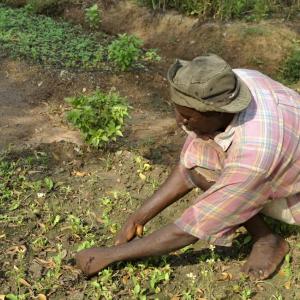 person working in the soil with sprouting crops