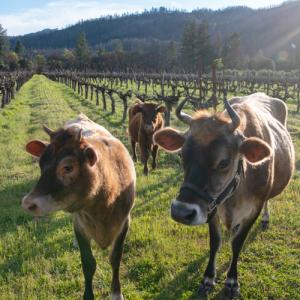 Farming in different ways at Frey Vineyards