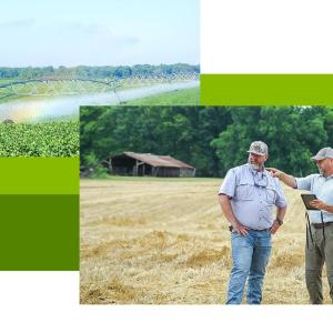 Collage of a field of crops being watered and two people in a field pointing to the distance.