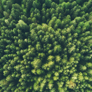 aerial view of trees and forest