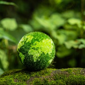 green globe in the forest, sustainability concept