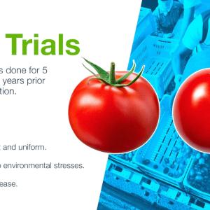 "Field Trials" "New plant varieties are tested on multiple sites over many years before being introduced into agricultural practice. Test trials range from a few locations in a year to several hundred locations." Red tomatoes and people collecting crops with a blue filter.