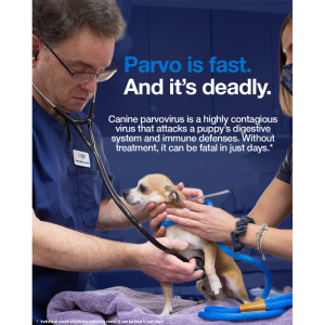 Parvo is fast. And it's deadly. Canine parvovirus is a highly contagious virus that attacks a puppy's digestive system and immune defenses. Without treatment, it can be fatal in just days.*