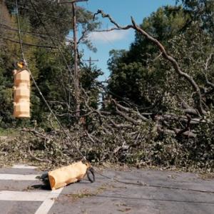 Fallen tree on traffic lights