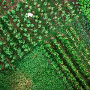 Aerial View of crops