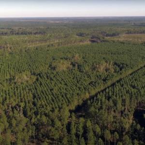 aerial view of forest