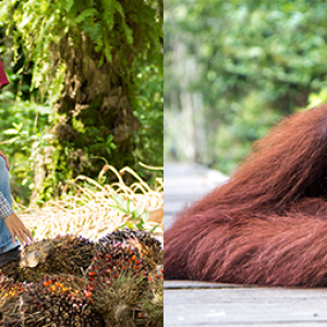 Collage of four images: a butterfly, a person next to a pile of durians, an orangutan, and sunlight through dense trees.